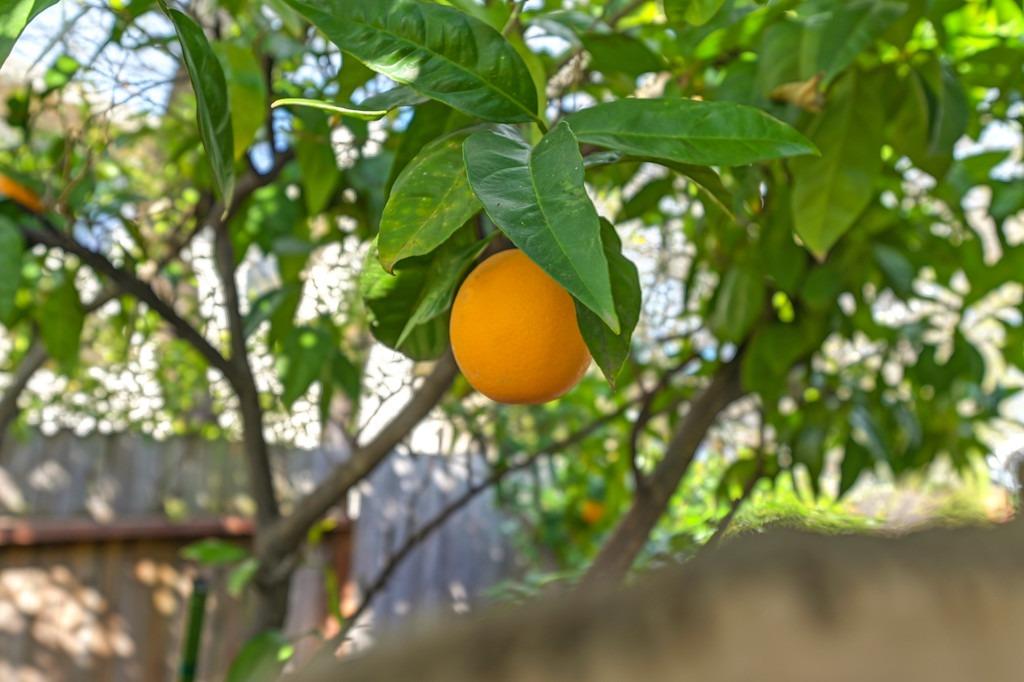 8120 Bellsbrae Drive