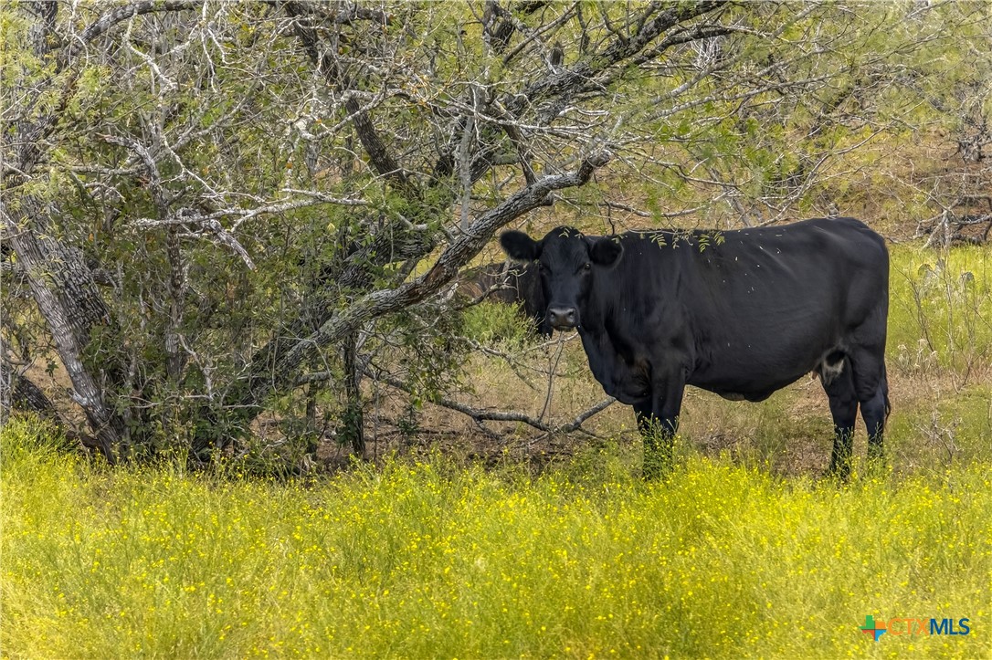 1152 County Road 447