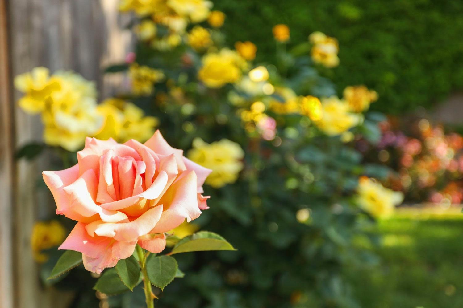 2570 Ancestry Street