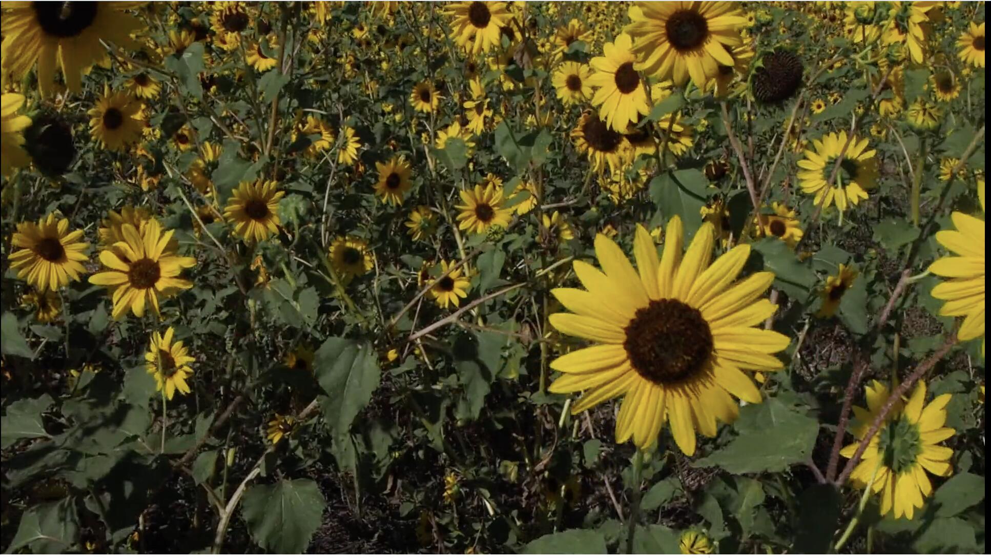 Off Of Bosquecito Street