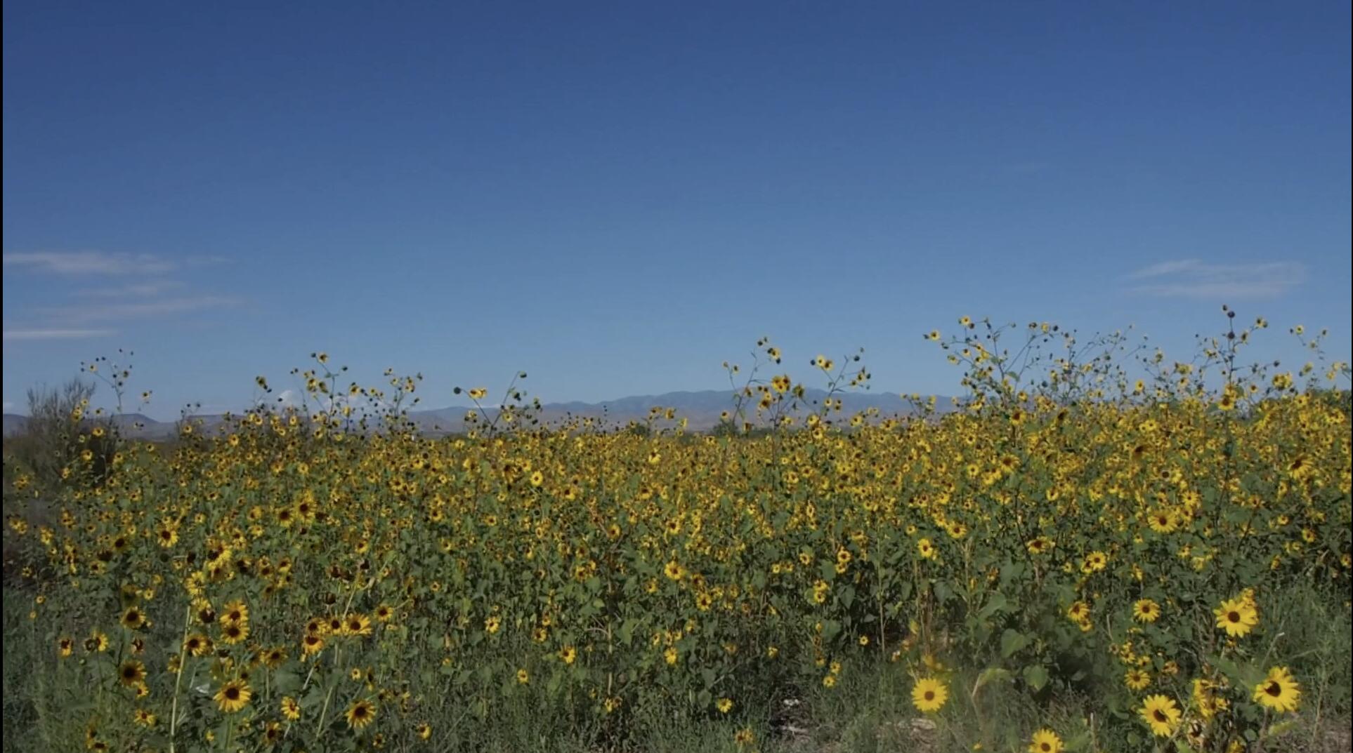 Off Of Bosquecito Street