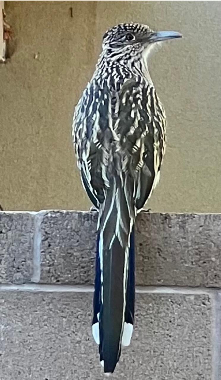 3504 SETARIA Road NW