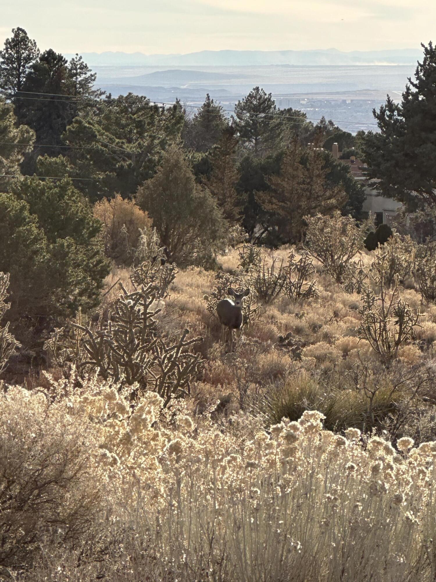 4915 Cresta Del Sur Court NE