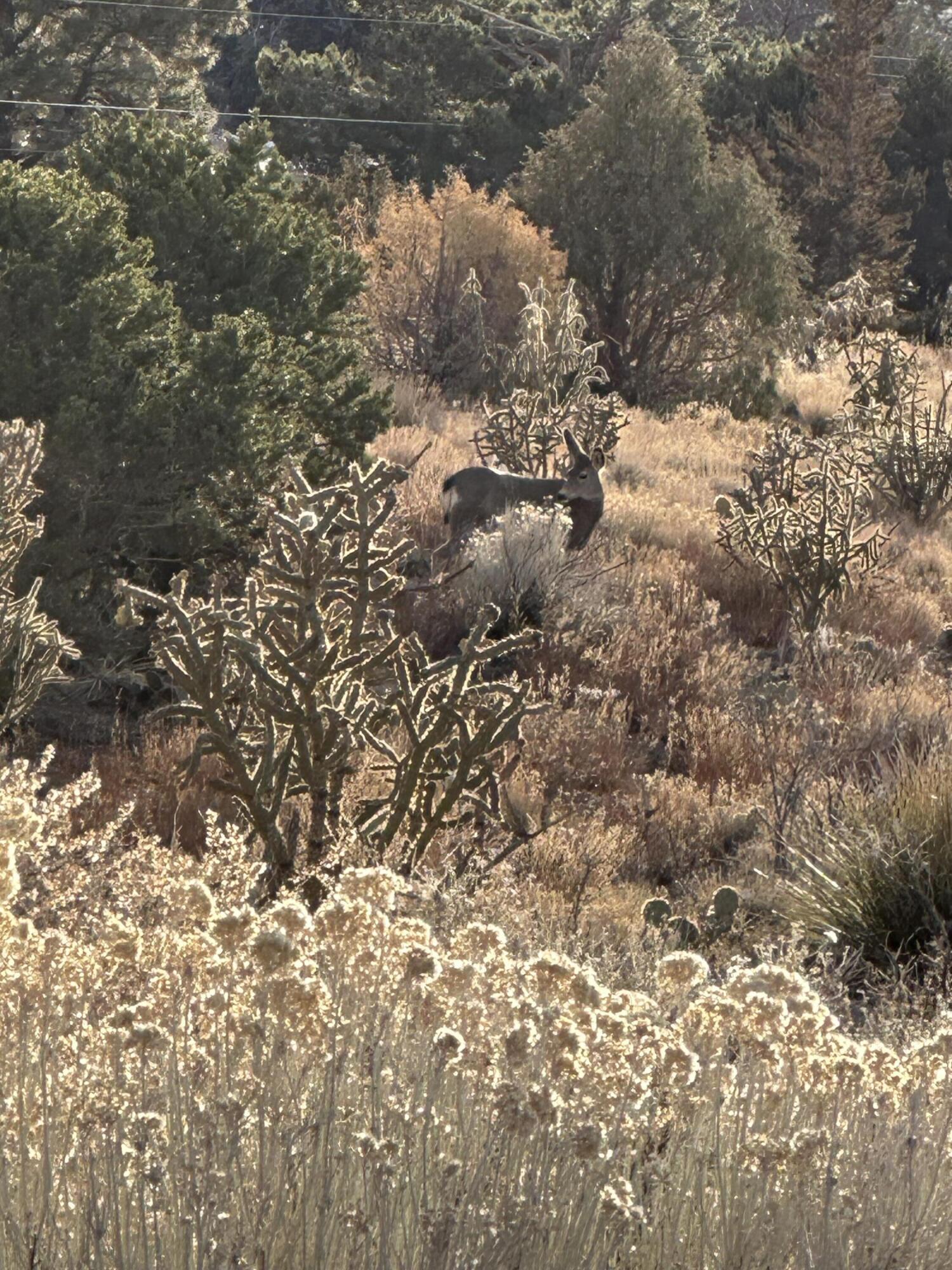 4915 Cresta Del Sur Court NE