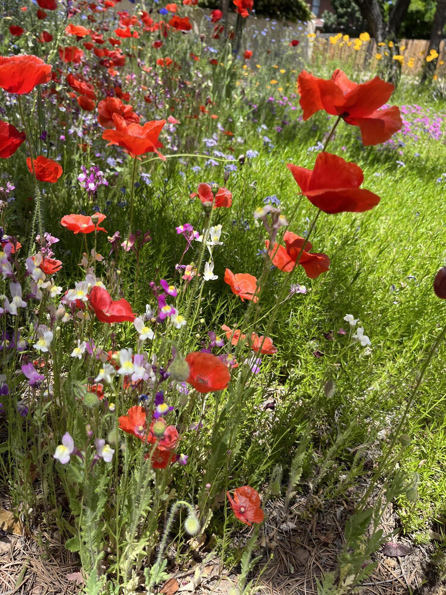 5501 Kachina Street NW