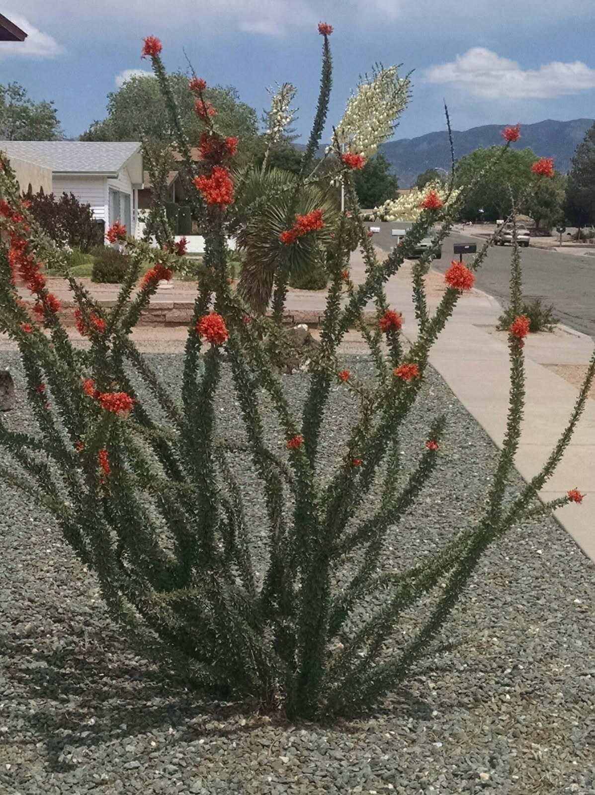 6805 Orphelia Avenue NE