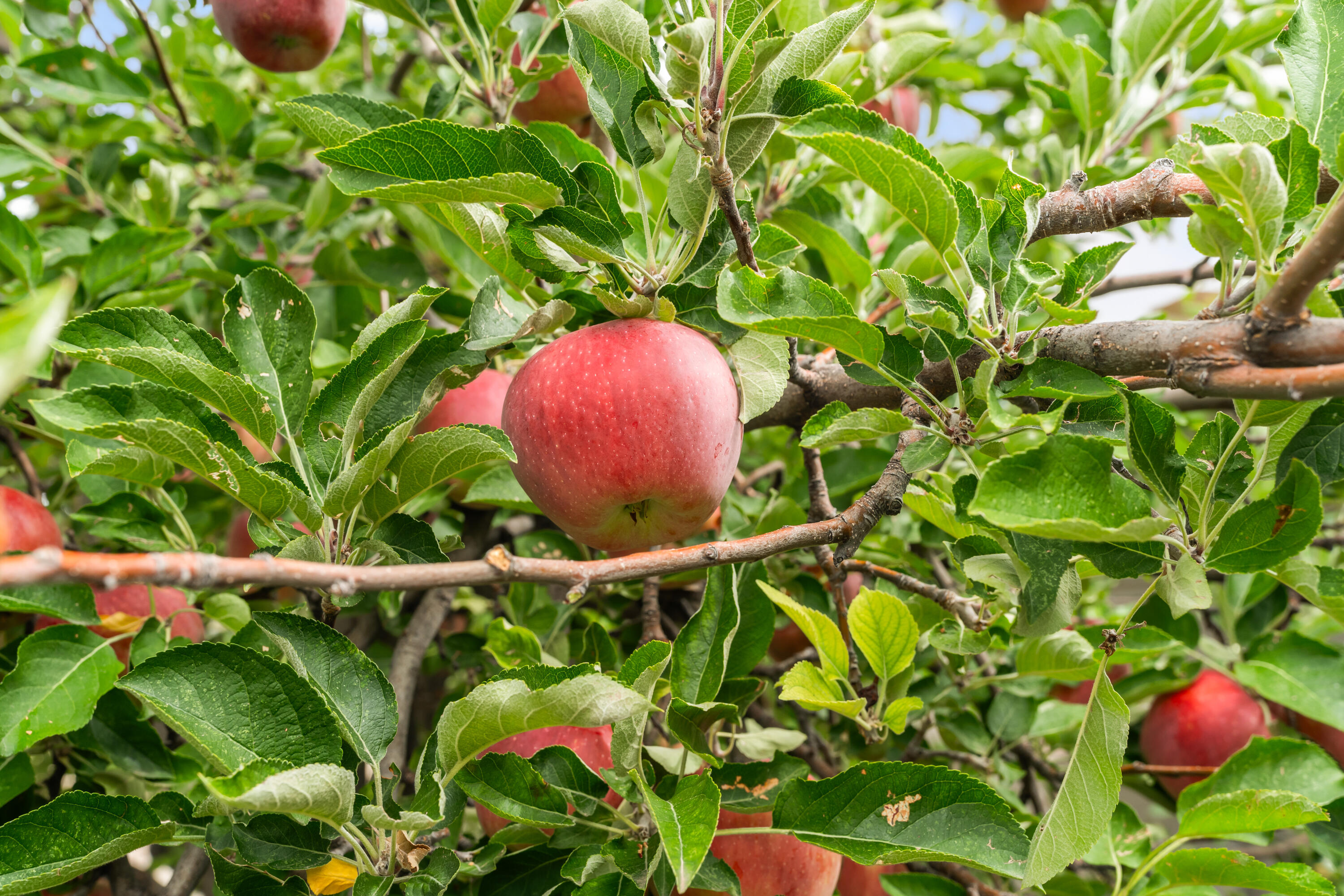 11308 Kielich Avenue NE