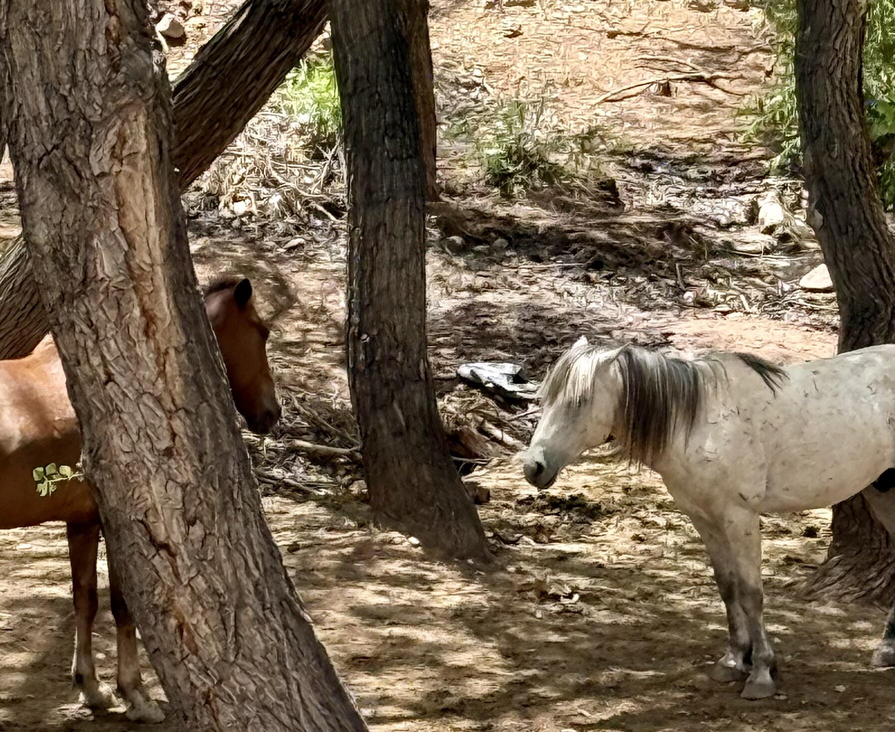 11 Tres Amigos Road