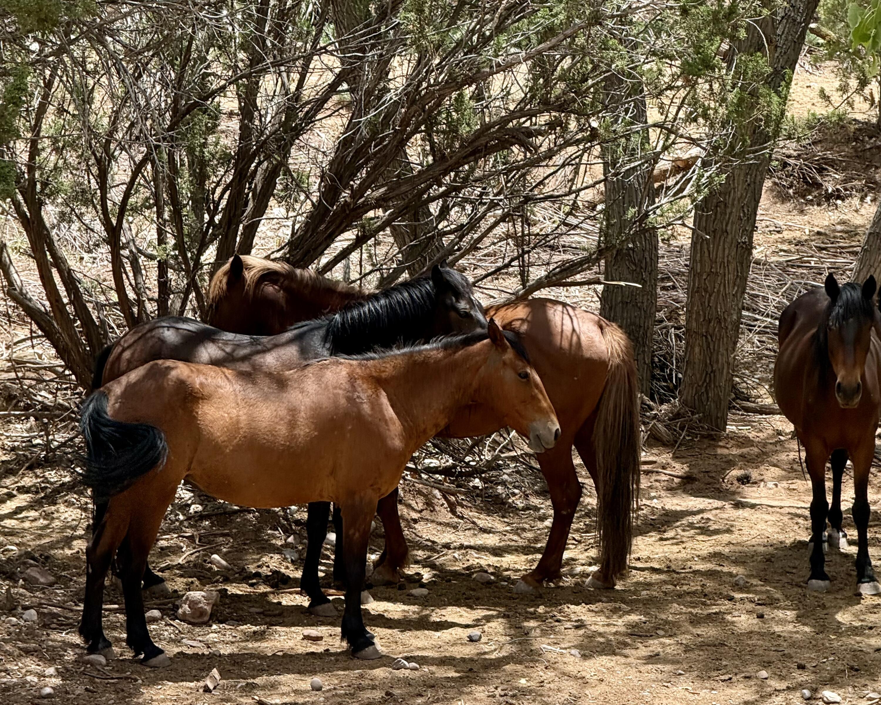11 Tres Amigos Road