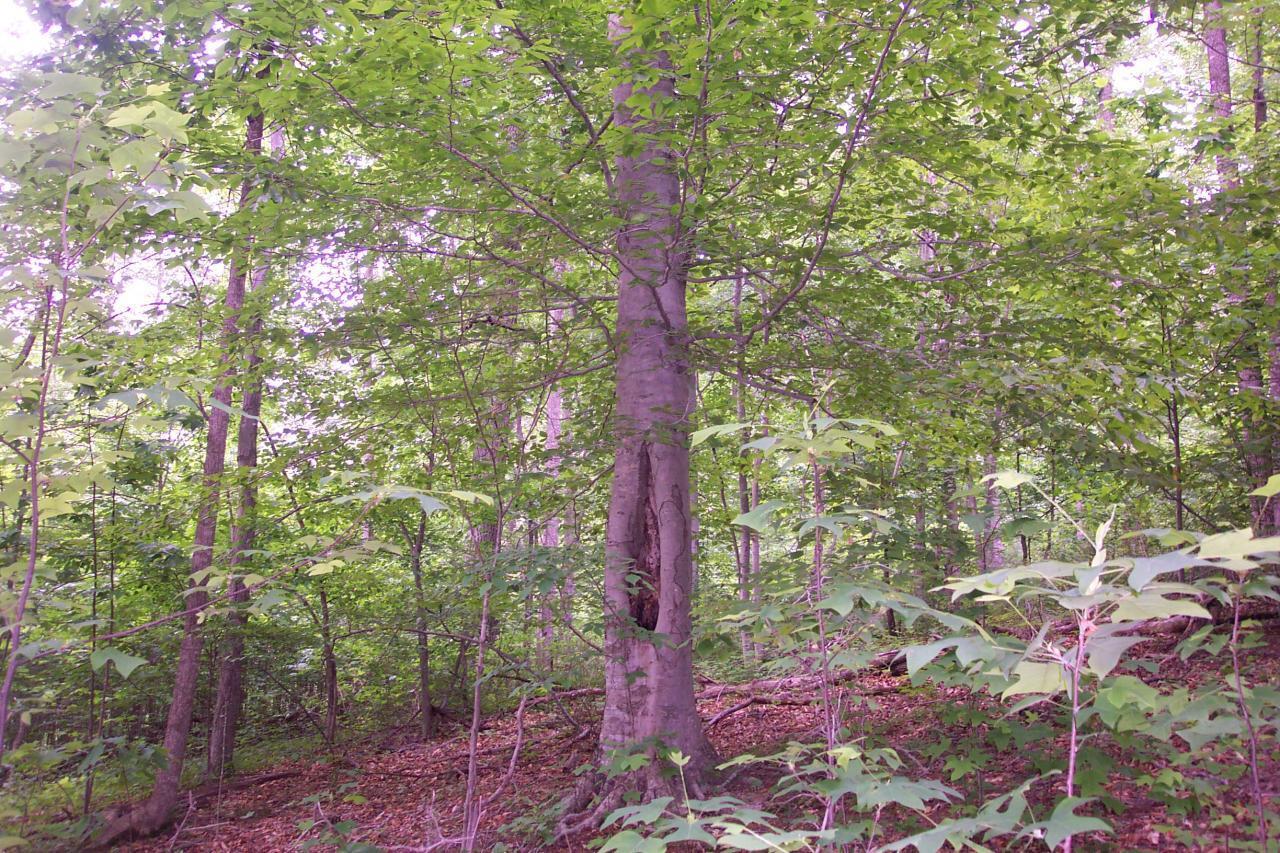 5.67 Acres Still Waters Ln