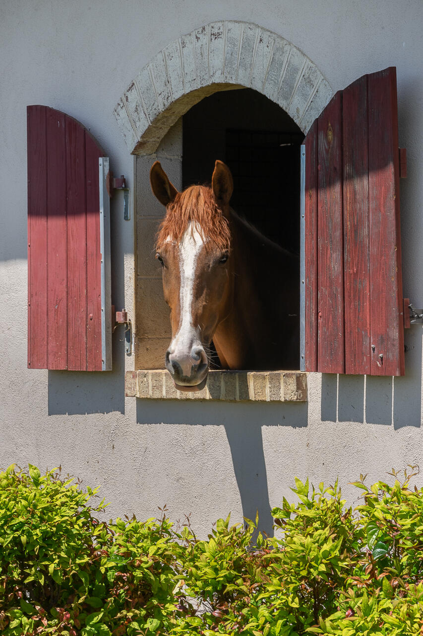 100 Equus Lp