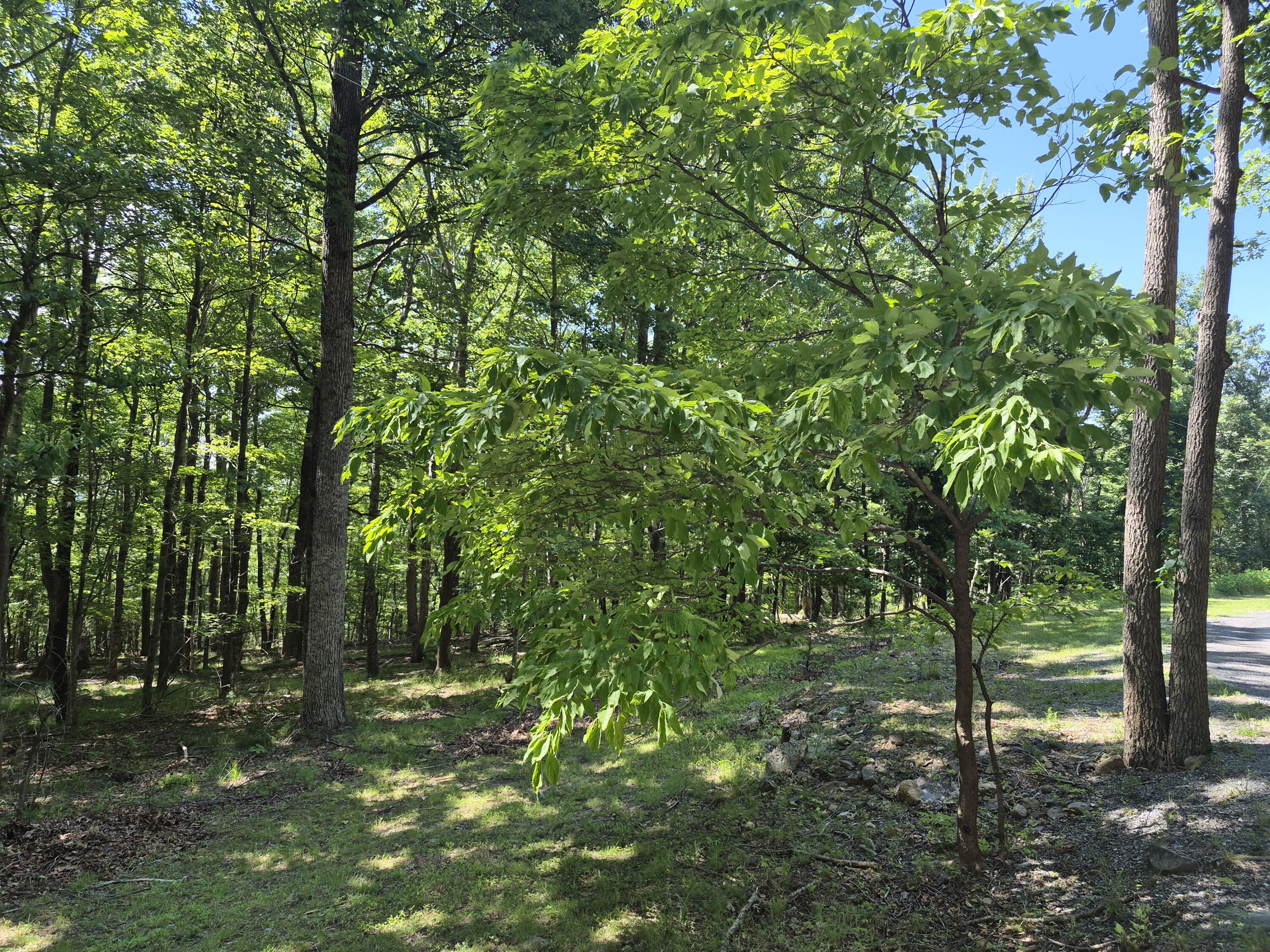 830 Honey Hollow Road