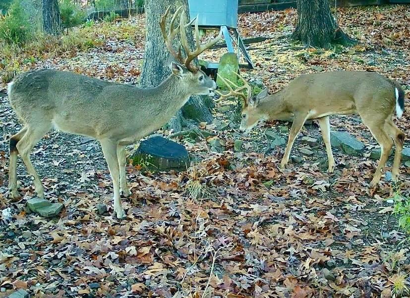 357 Little Creek Lane