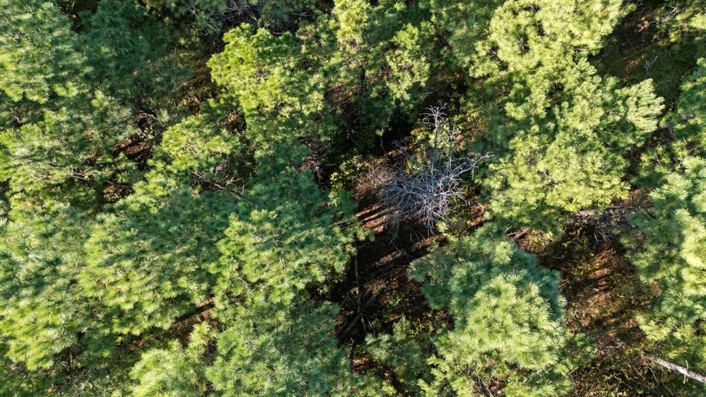 561 Timberline Trail