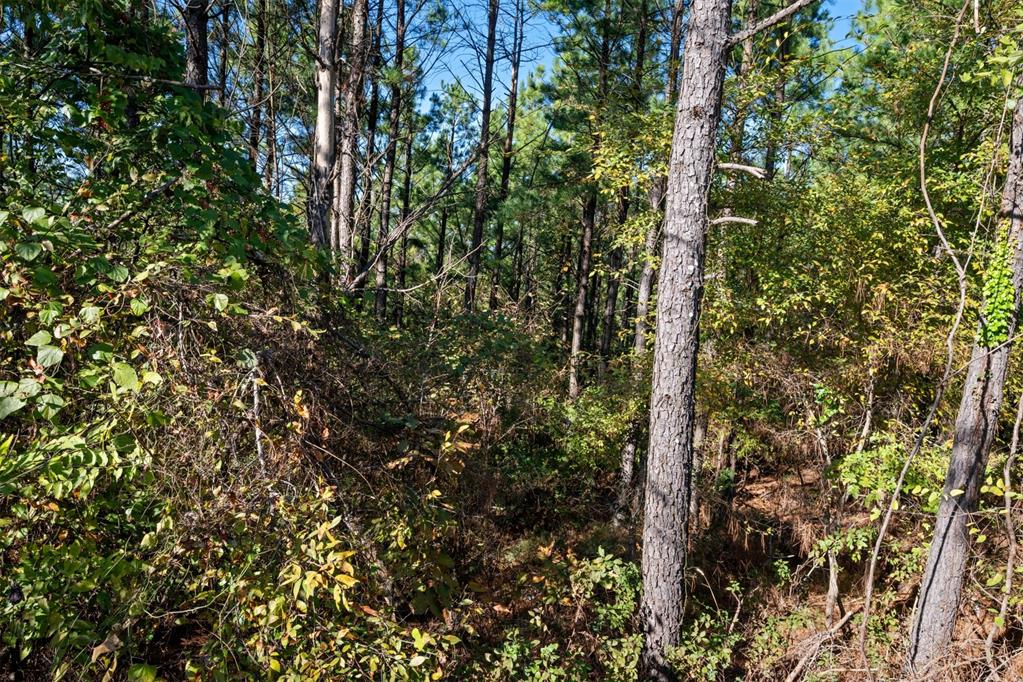 561 Timberline Trail