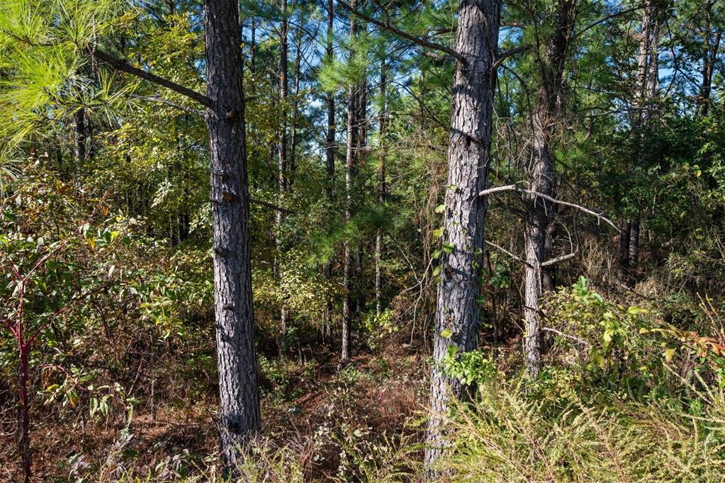 561 Timberline Trail