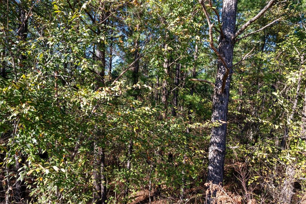 561 Timberline Trail