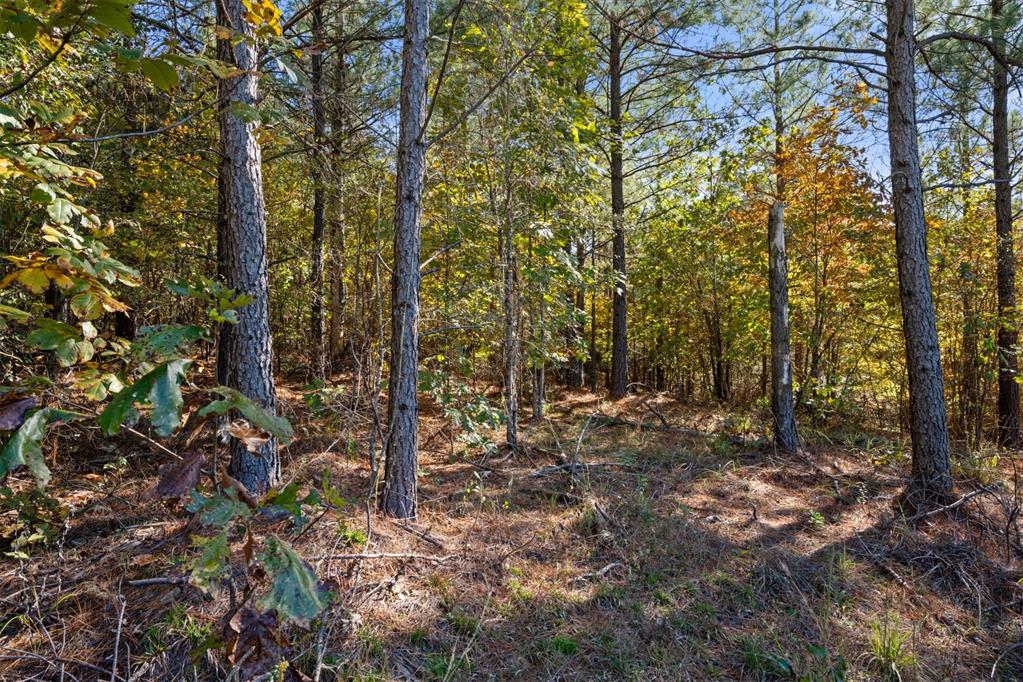 14 Gopher Wood Trail