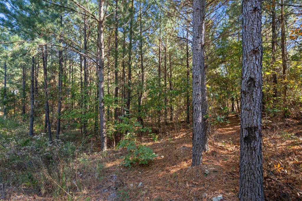 24 Cedar Tree Trail
