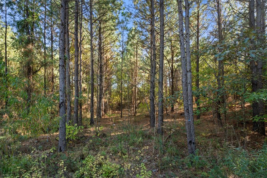 24 Cedar Tree Trail