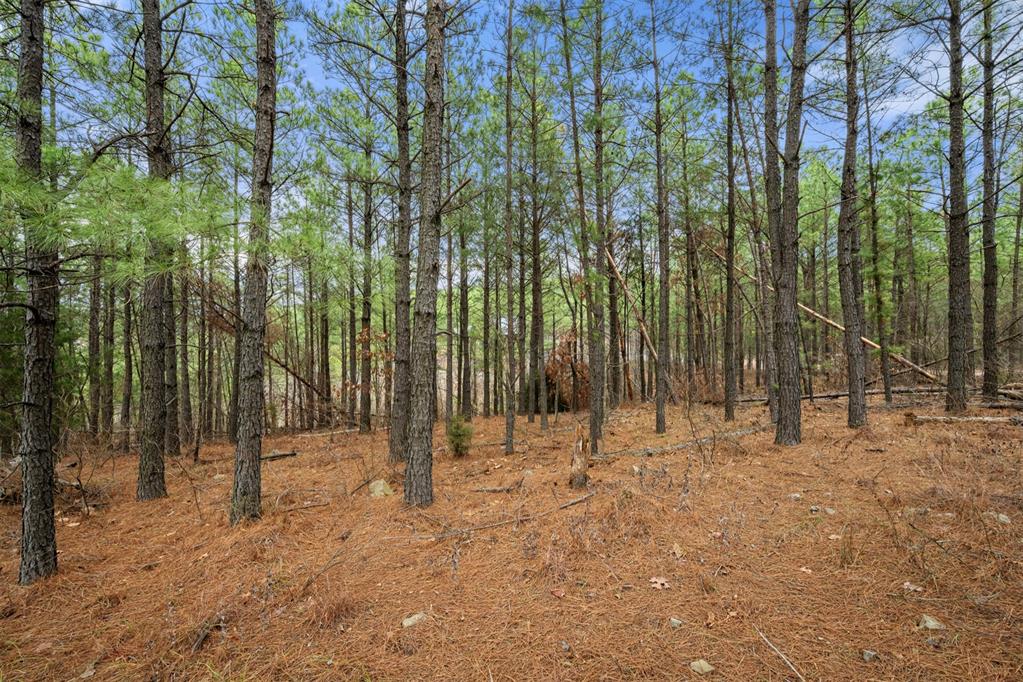 905 Timberline Trail