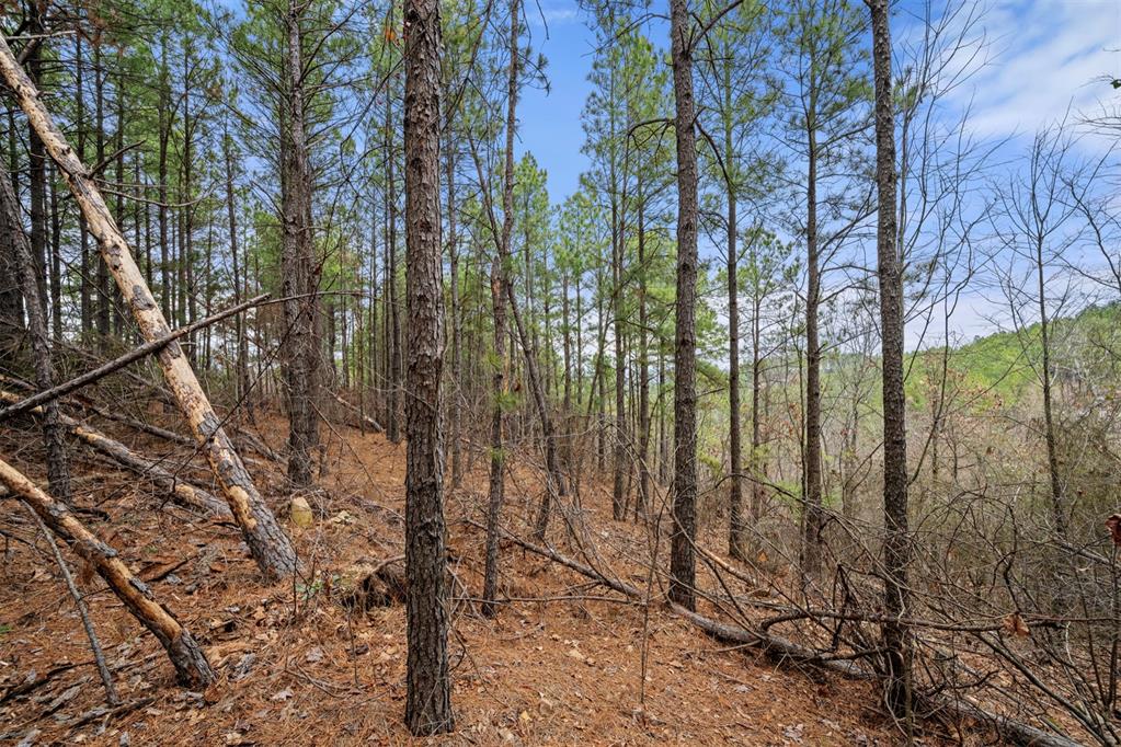 905 Timberline Trail