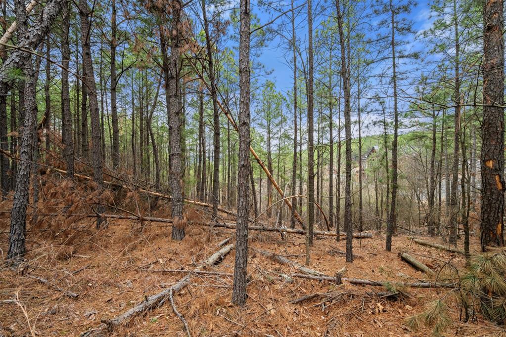 905 Timberline Trail