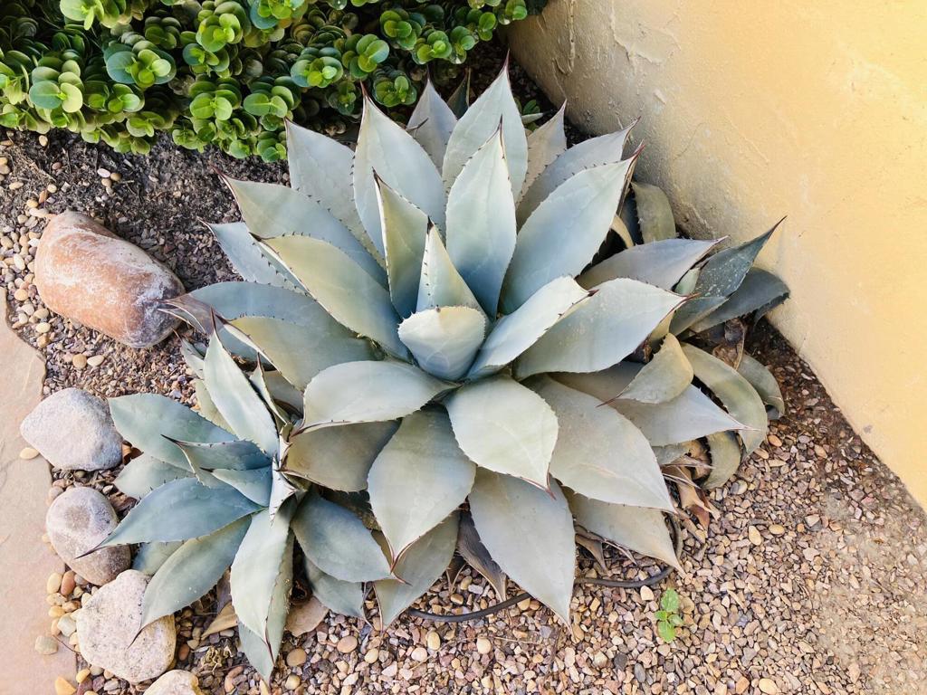 45065 Desert Fox Drive