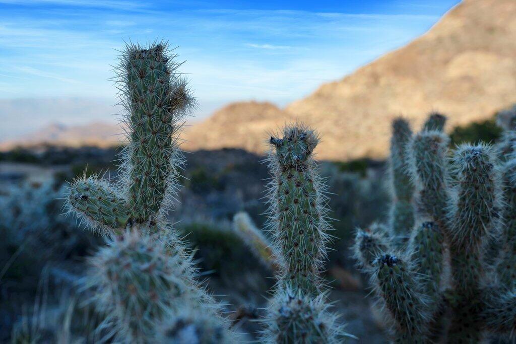 57795 Big Horn Drive