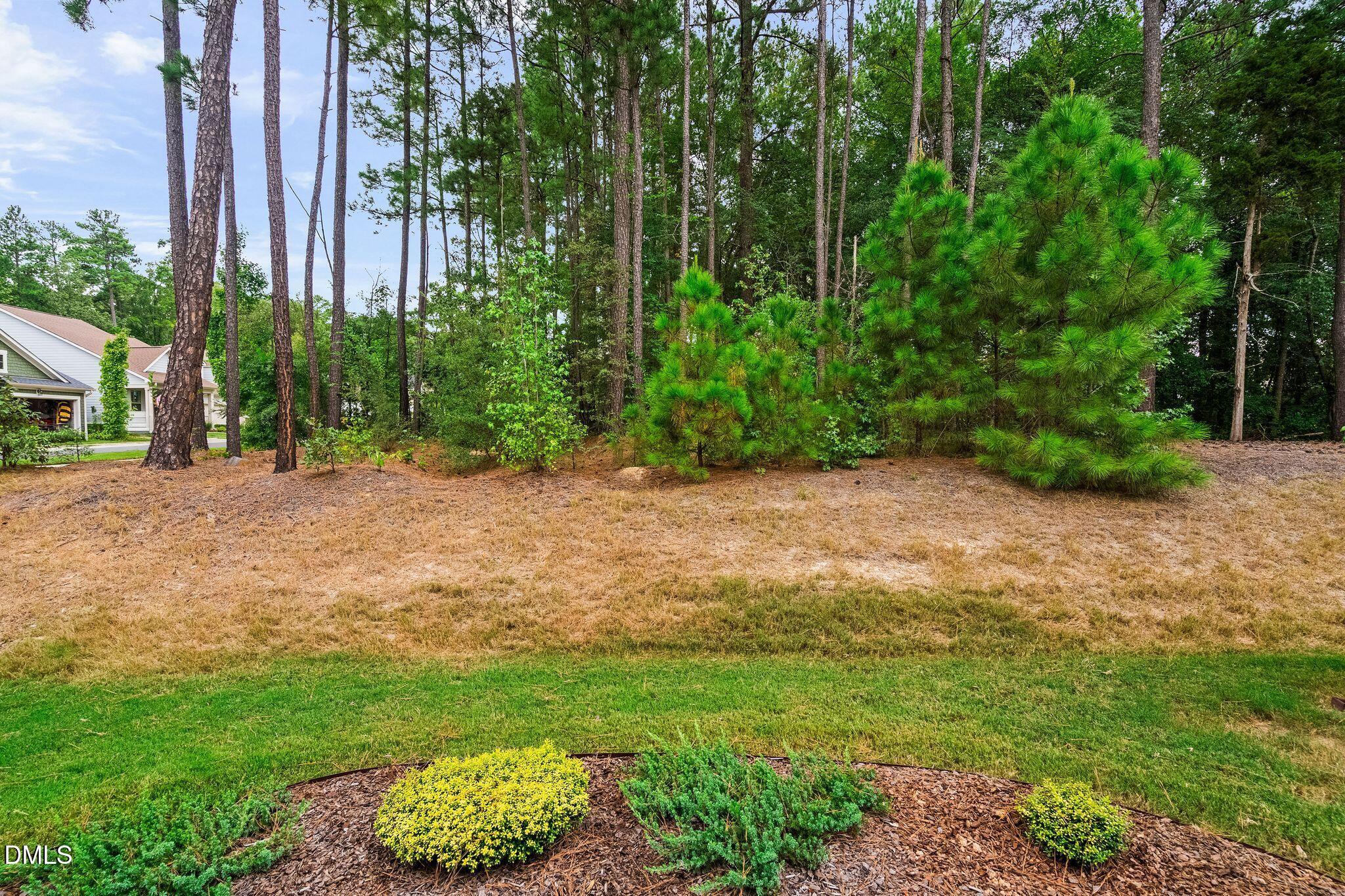 Residential yard with tall pine trees, a dry lawn, and a mulched planting bed.