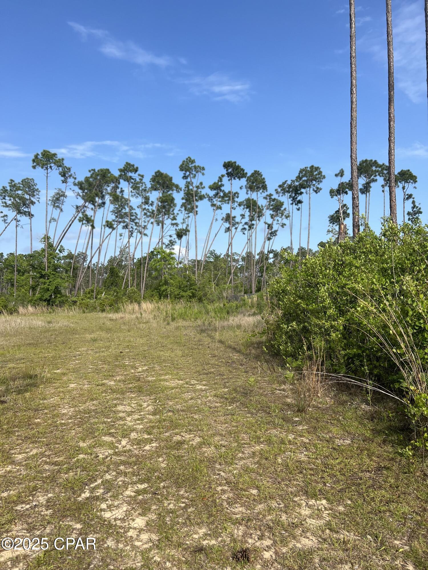 Sandy grassy clearing bordered by shrubs and tall pine trees.