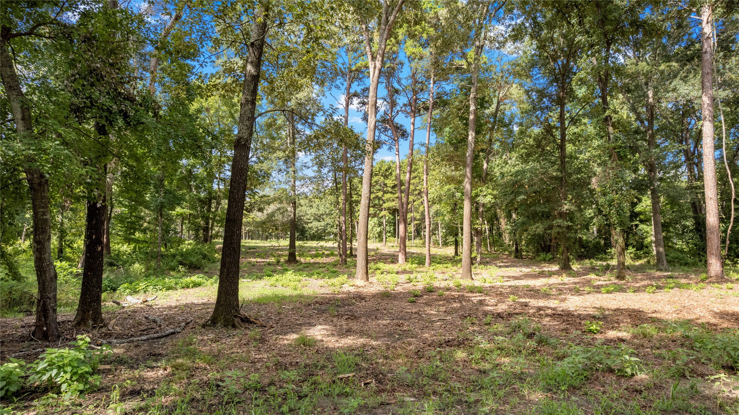 3168 Shadow Pine Drive