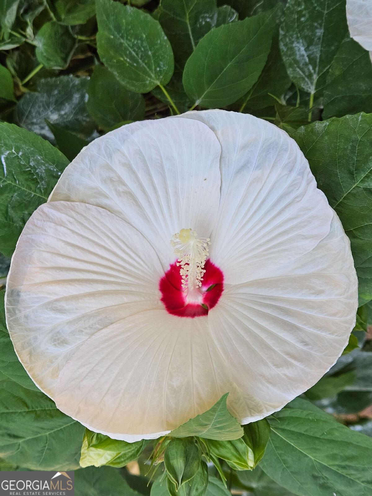 295 Blue Heron Drive, Athens