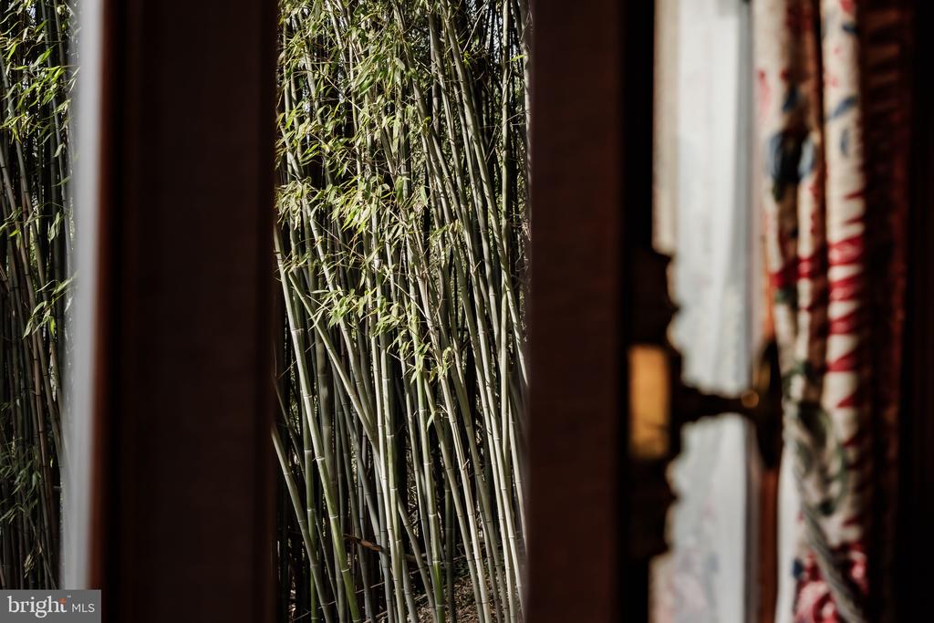 Bamboo seen through a dark-framed window beside patterned curtains.