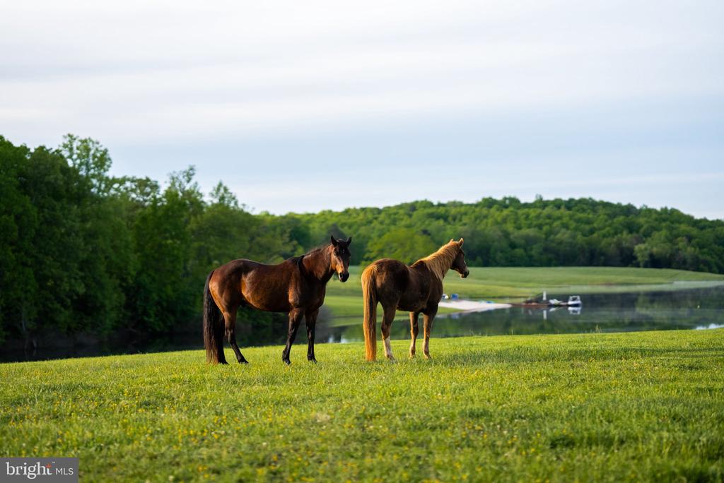 Two horses graze beside a pond in a grassy, wooded landscape.