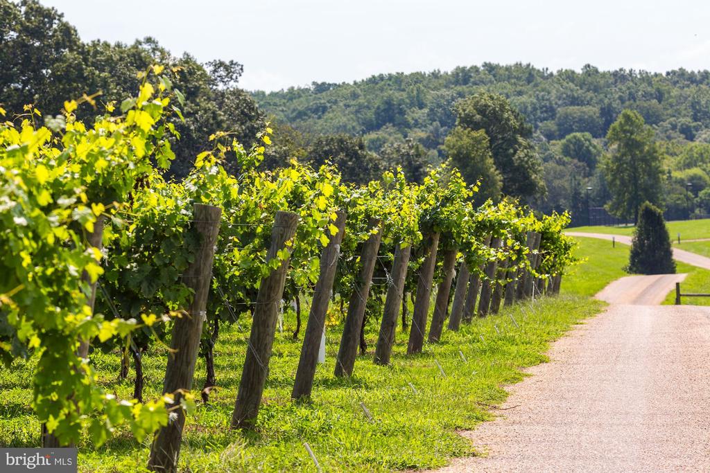 Vineyard rows beside a gravel road, with wooded hills in the distance.