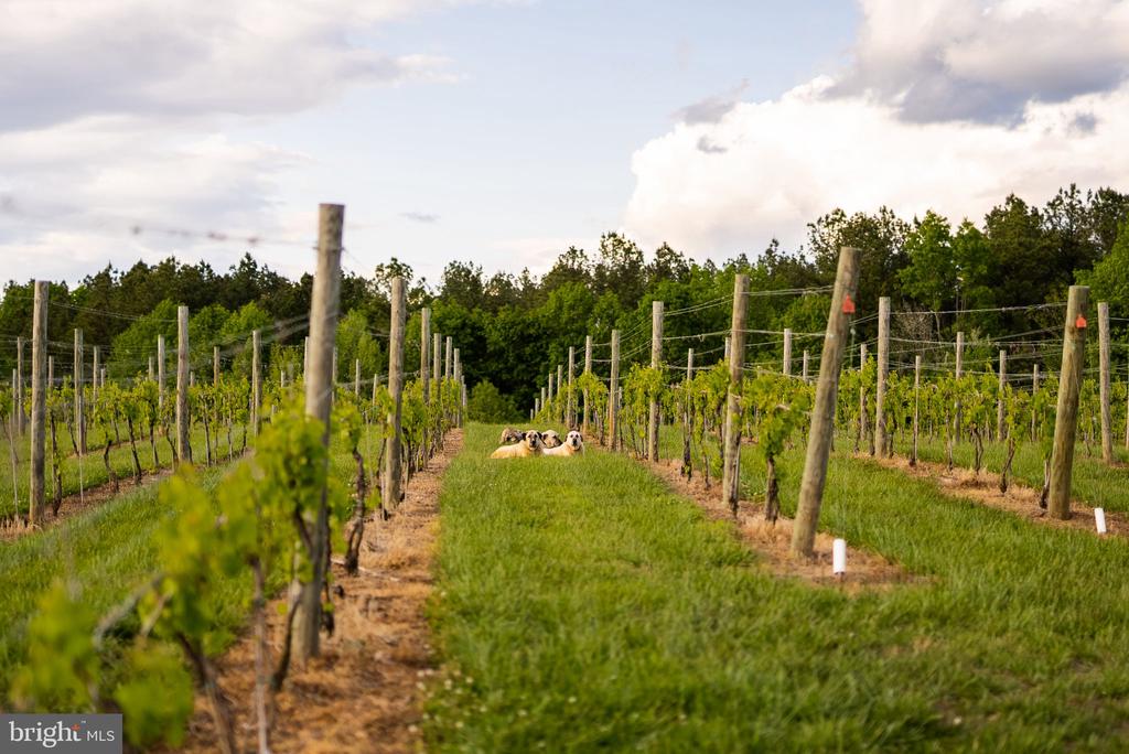 Vineyard rows with several dogs resting in the grassy lane.