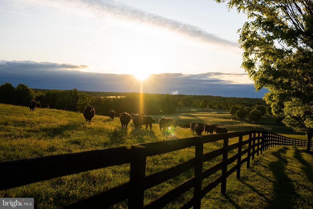 Cattle graze in a fenced pasture at sunset, with wooded hills beyond.