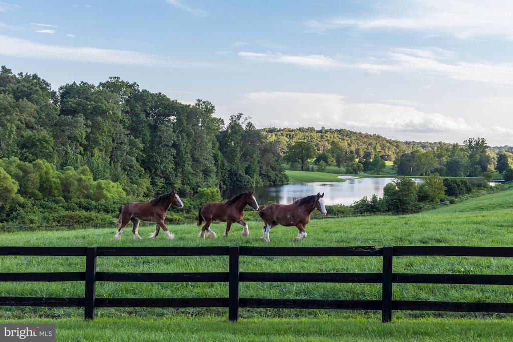 Three horses cross a fenced green pasture beside a pond and wooded hills.