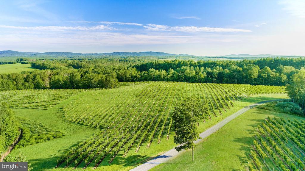 Aerial view of vineyard rows and a winding driveway across green countryside.