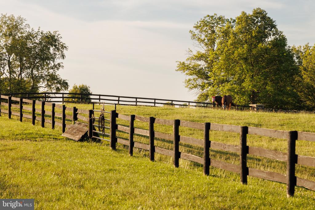 Fenced grassy paddock with a horse beneath mature trees.