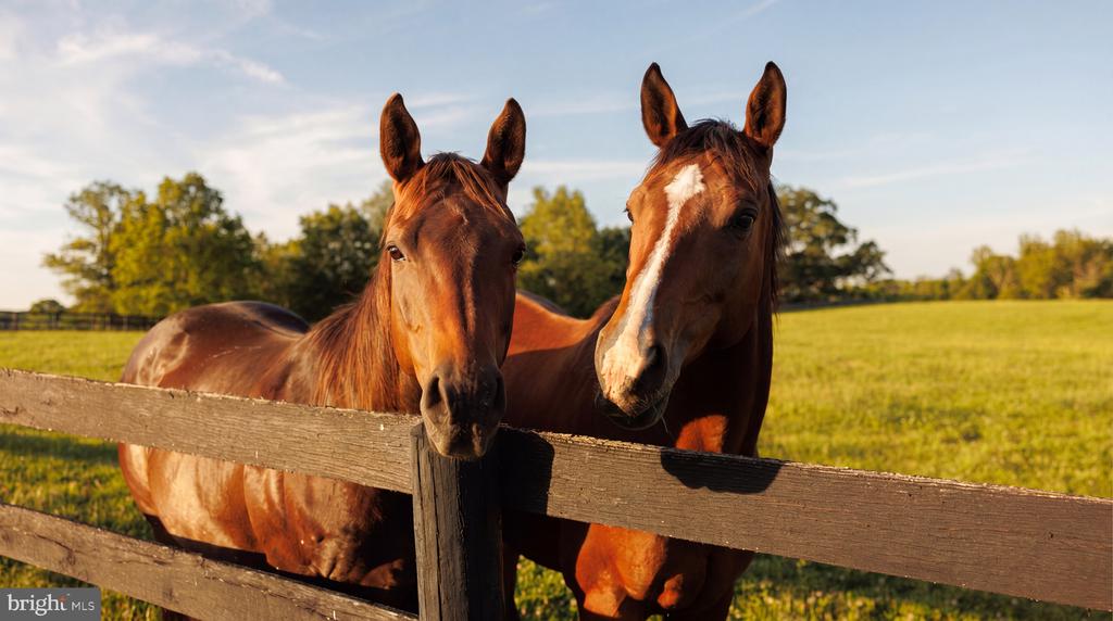 Two chestnut horses stand behind a wooden fence in a sunlit pasture.