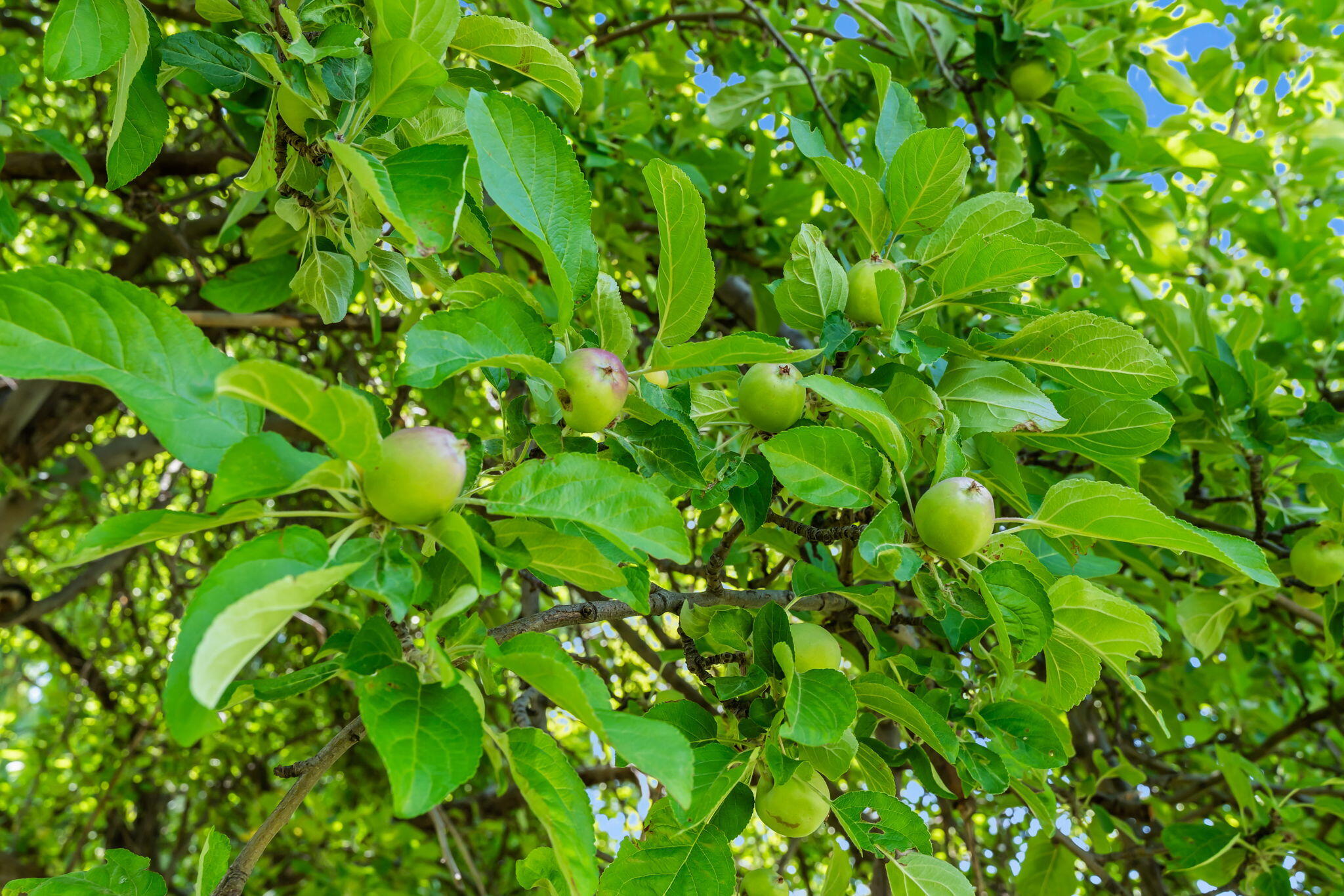 4743 NW Maple Avenue