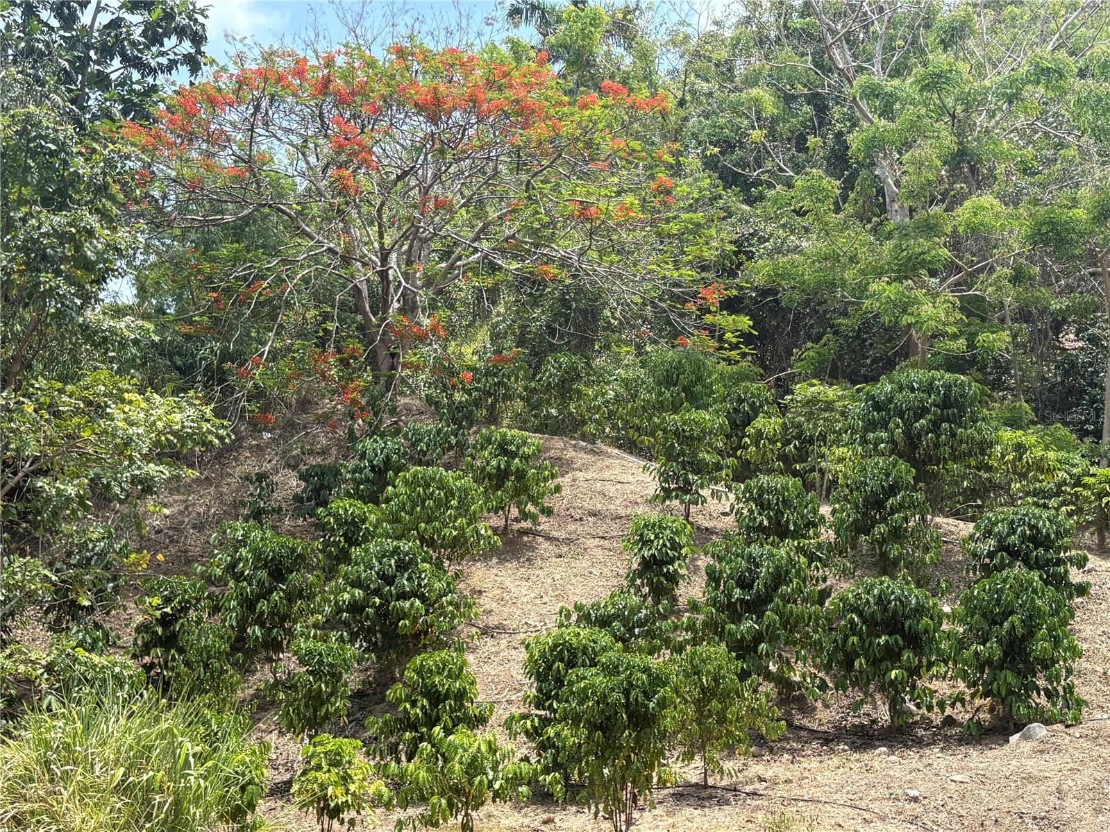 QUEBRADA GRANDE