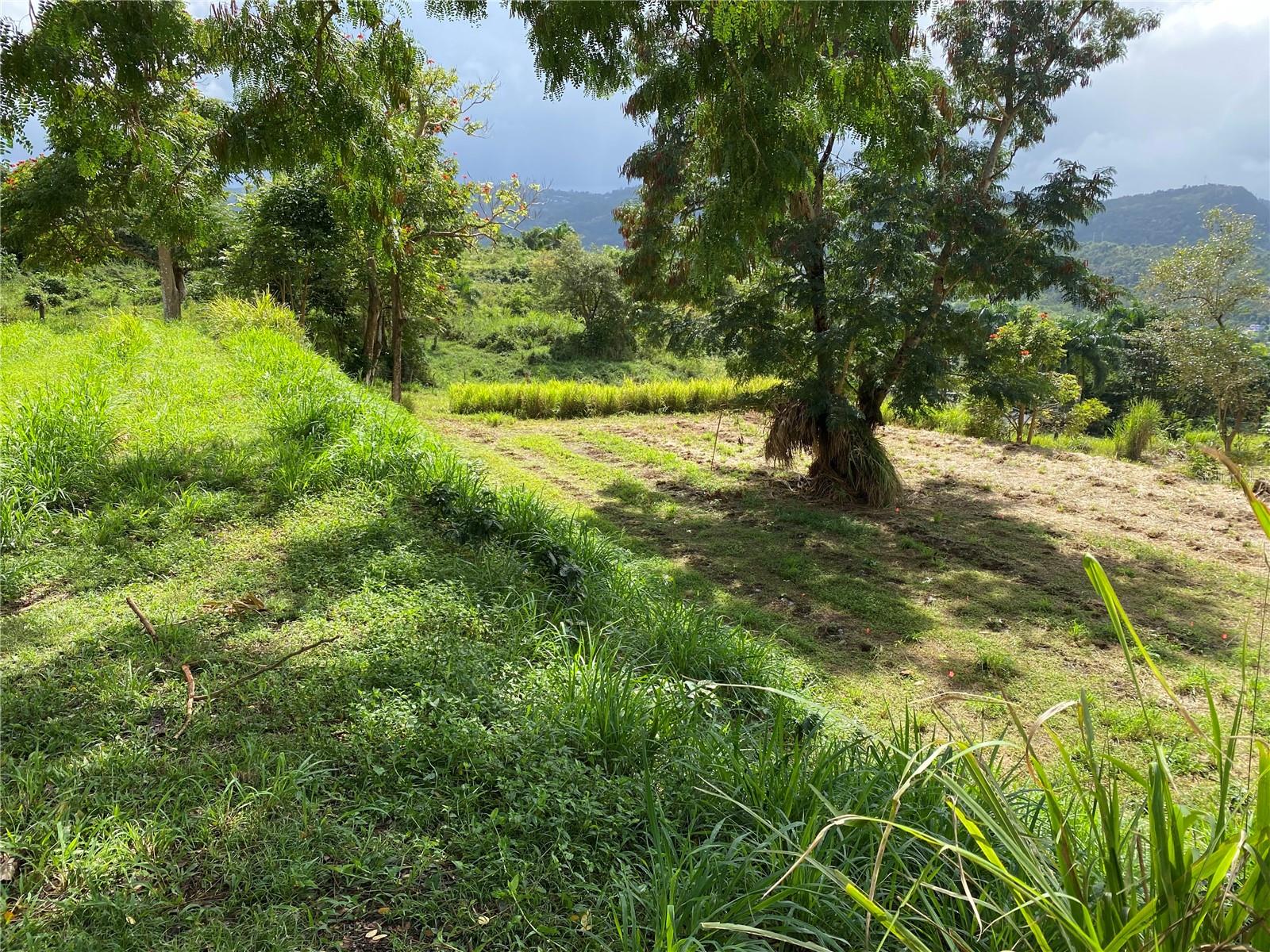 QUEBRADA GRANDE