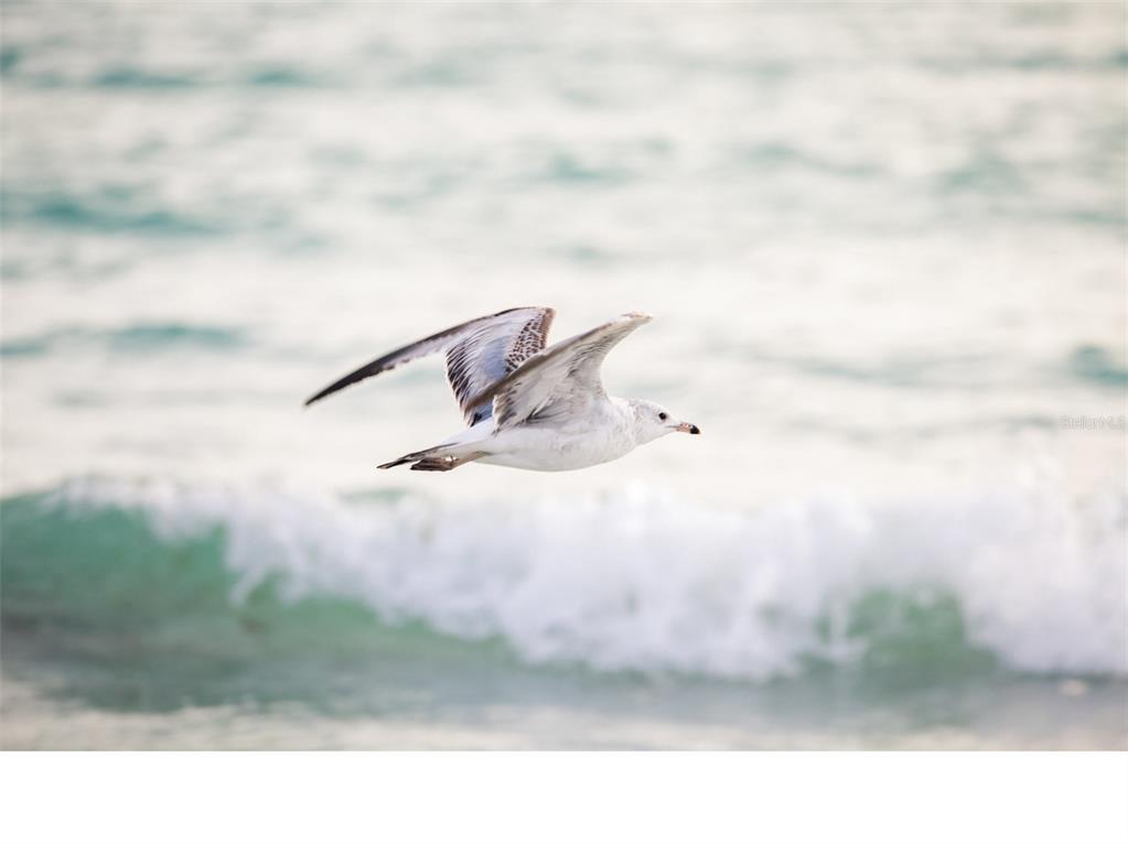 9869 GULFSTREAM BLVD