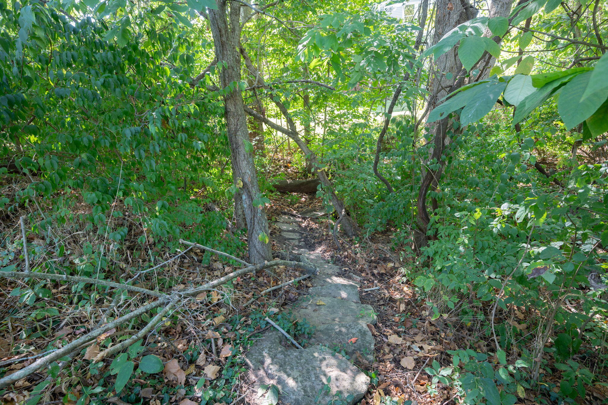 1860 Windingvine Court