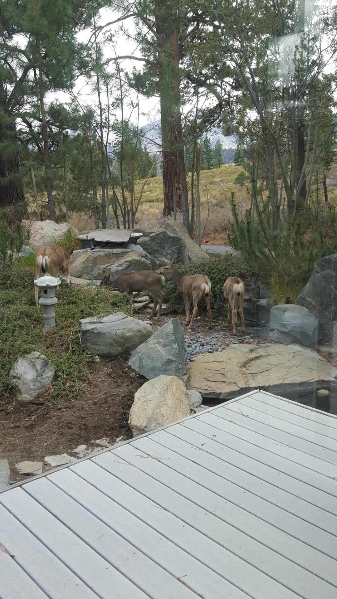 Deck and rock garden with several deer among trees and a distant mountain view.