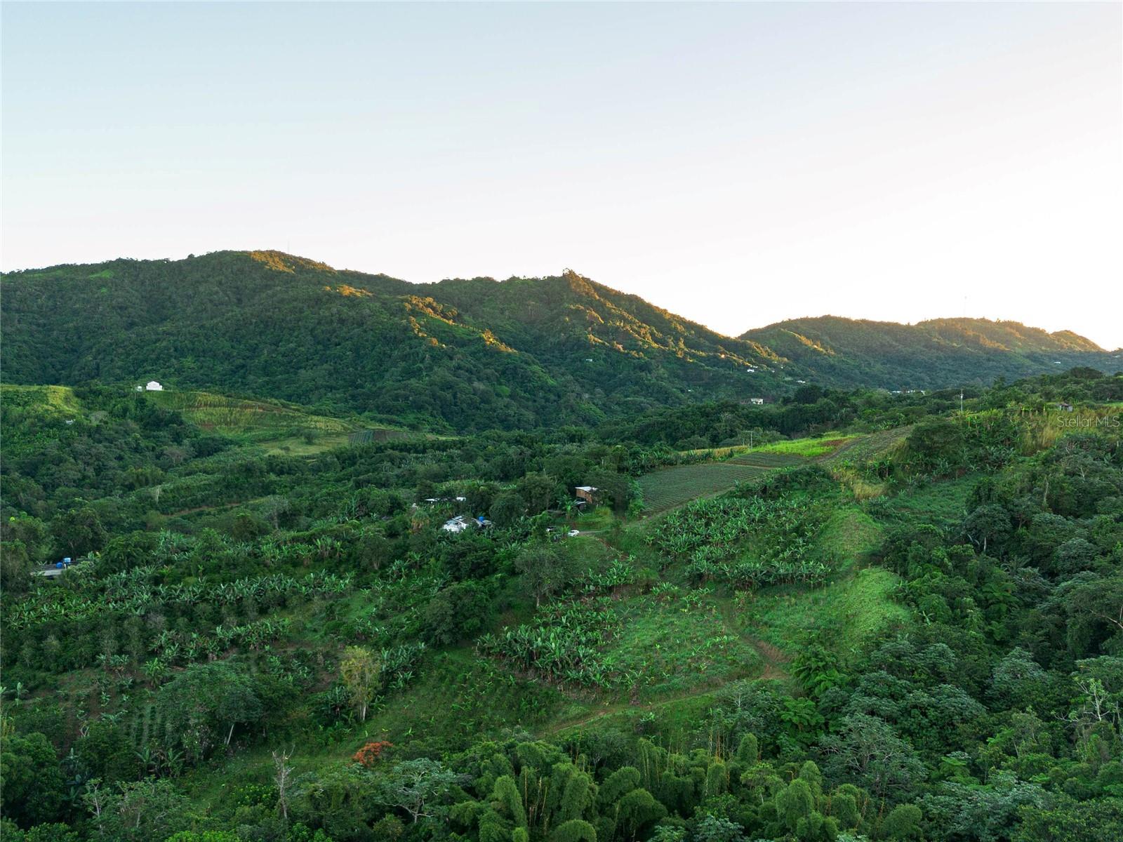SR 526 BOSQUE TANAMA