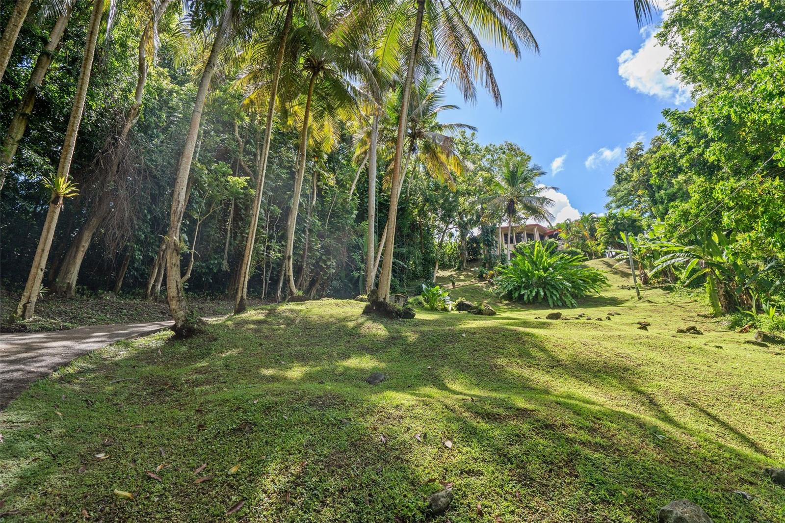 Lote 142 COLINAS DE LUQUILLO